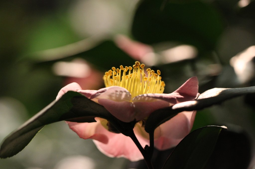 IMG_6570.JPG -  Palmengarten  Winterlichter 2016