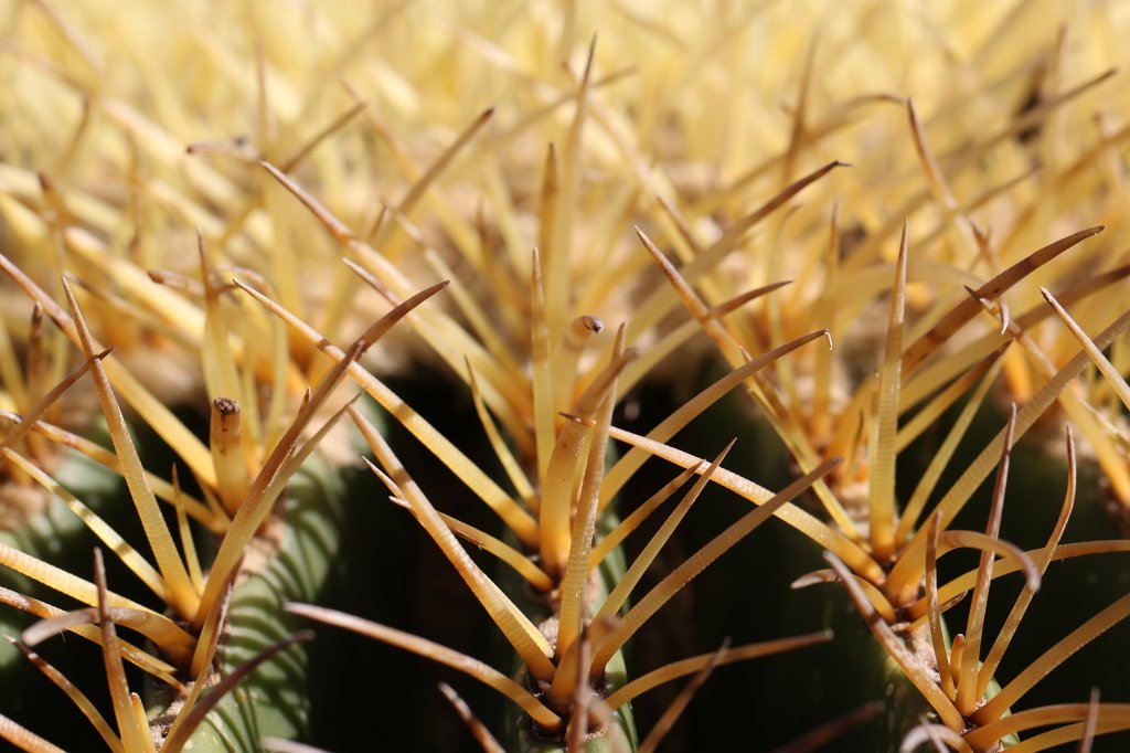 IMG_7349.JPG - Thorn forest