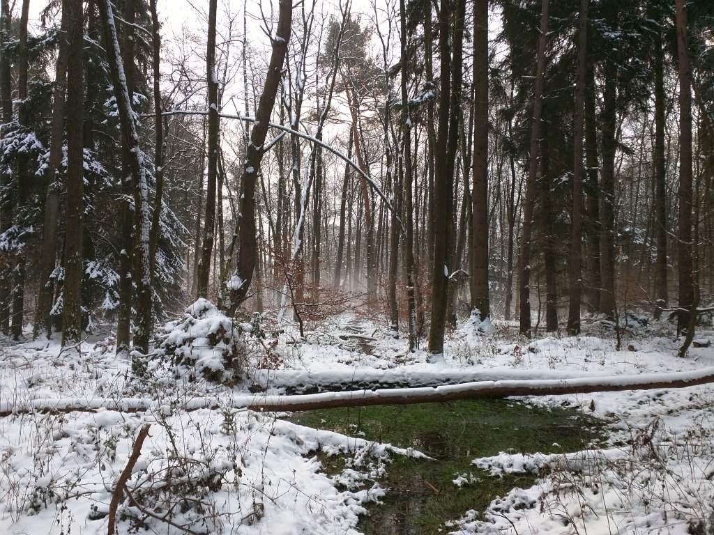 IMG_20160121_091012.jpg - Winterly flow in the forest