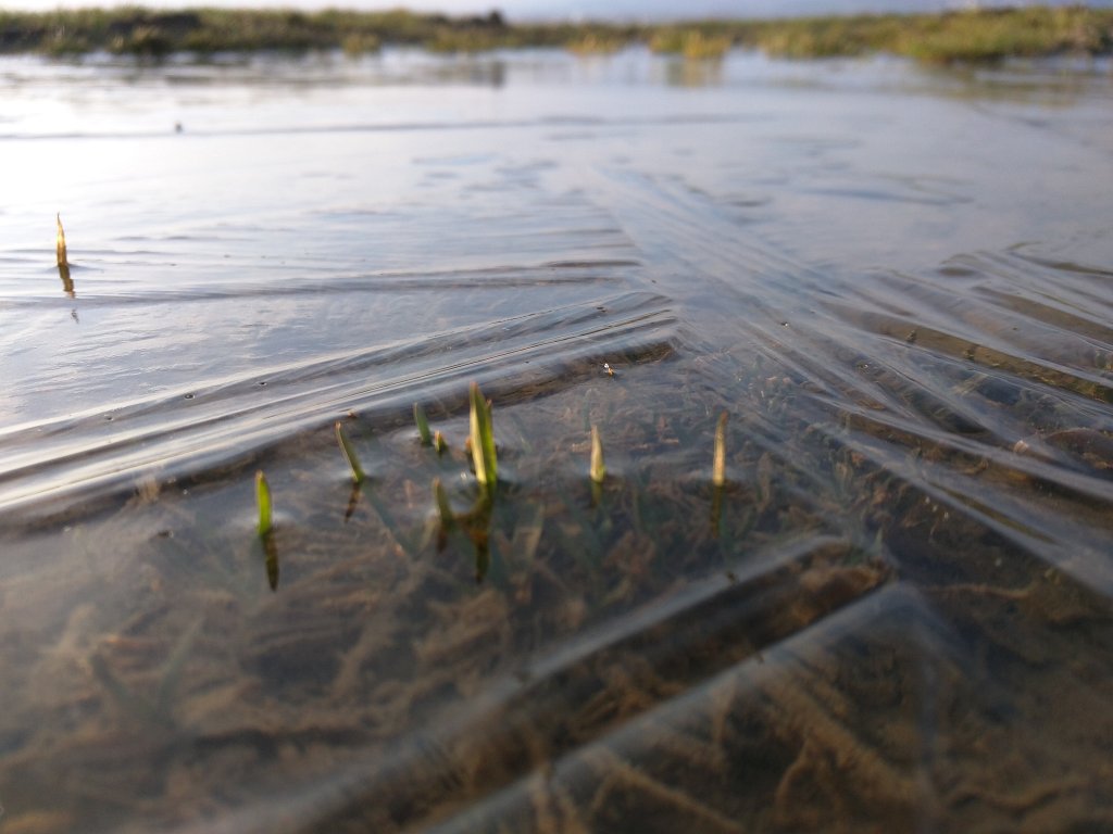 IMG_20160217_084905.jpg - Frozen puddle