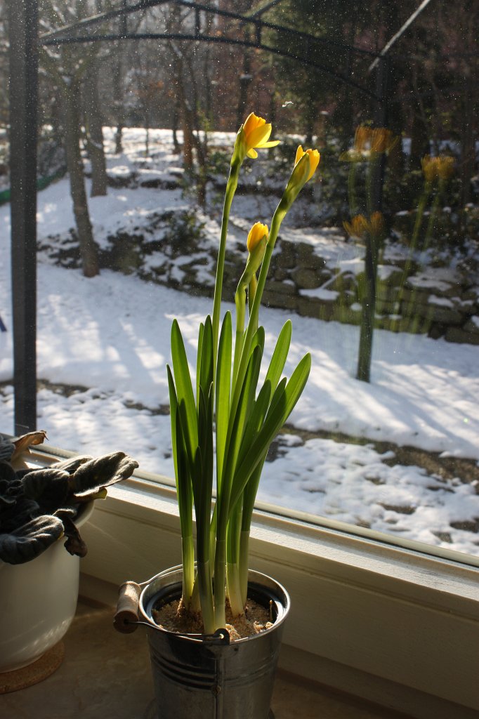 IMG_6486.JPG - Flowers curios on snow