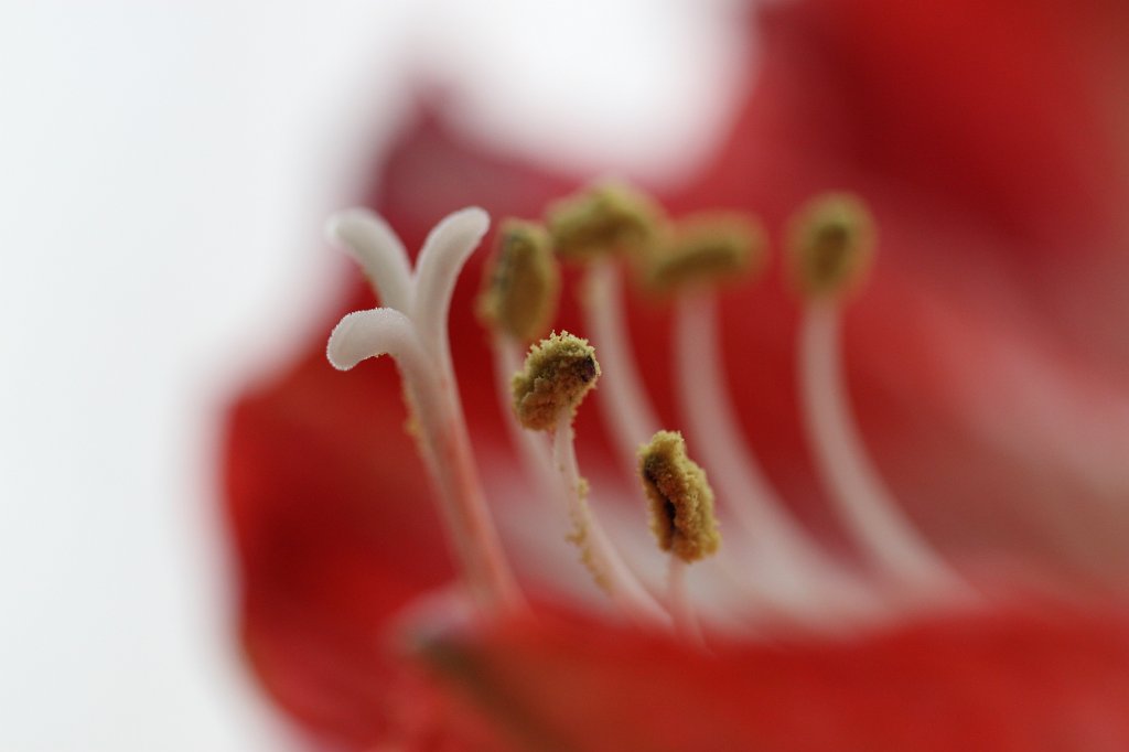 IMG_6498.JPG -  Amaryllis 