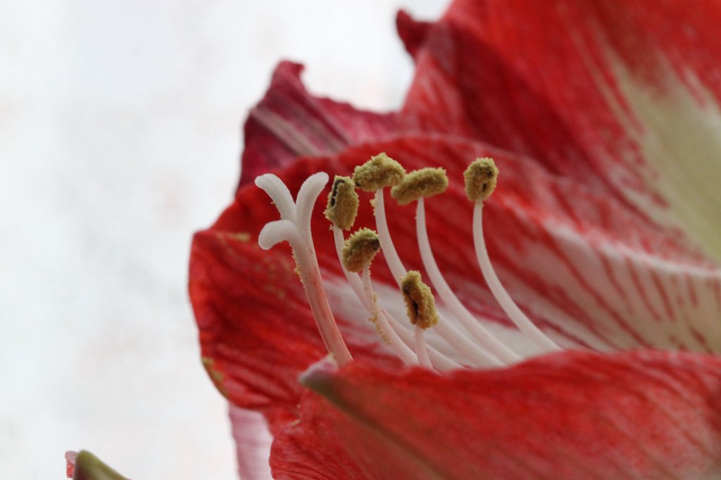IMG_6504.JPG -  Amaryllis 