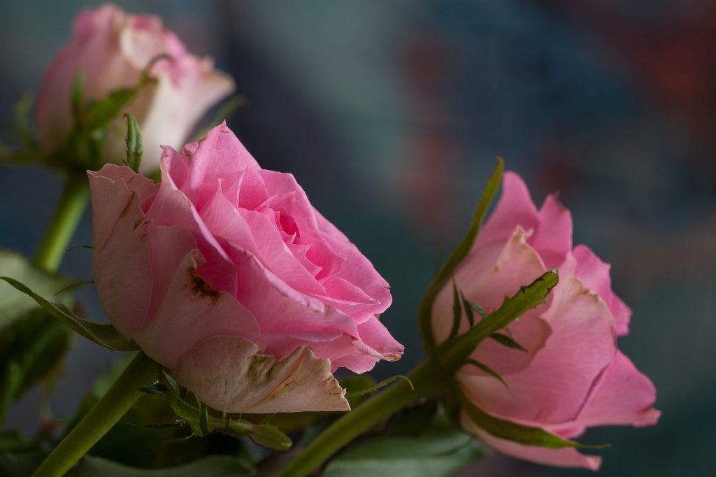 IMG_7569_c.jpg - Roses