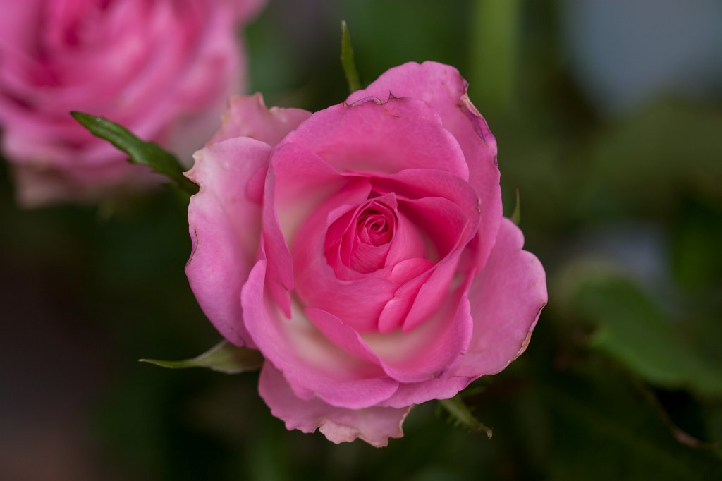 IMG_7572_c.jpg - Rose
