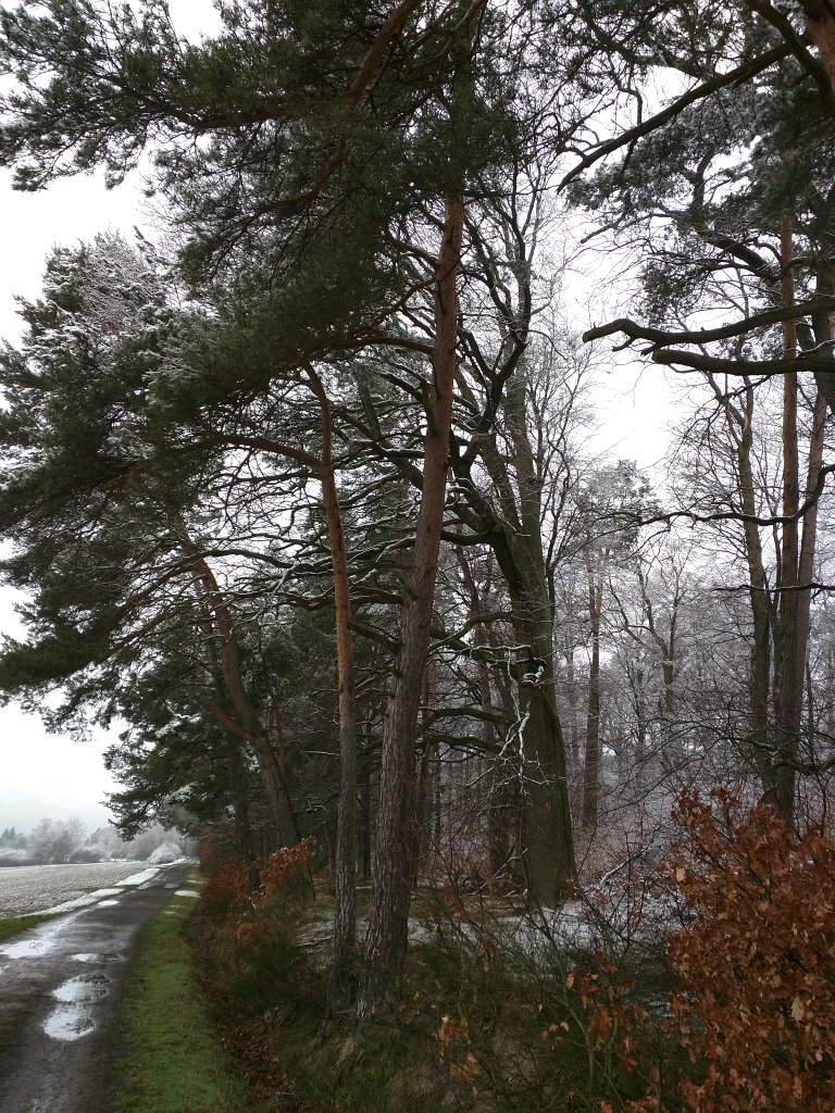 IMG_20160223_091208_1.jpg - A little bit of snow in the morning