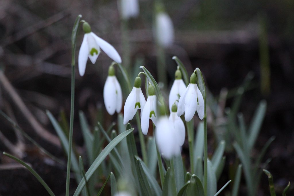 IMG_7652.JPG - Snowdrops (Schneeglöckchen)