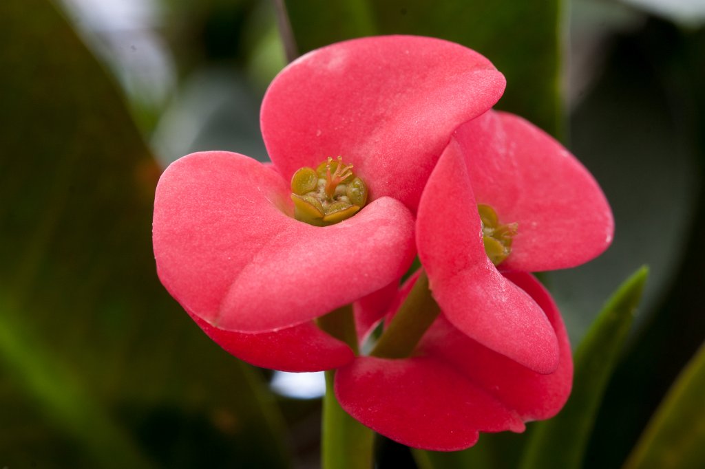 IMG_7662_c.jpg - Flower