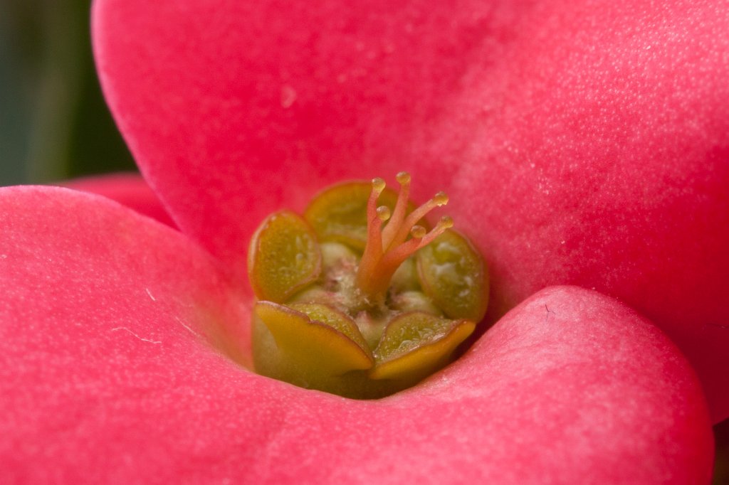 IMG_7663_c.jpg - Flower