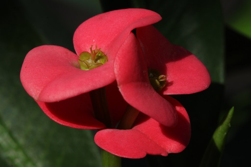 IMG_7674.JPG - Flower