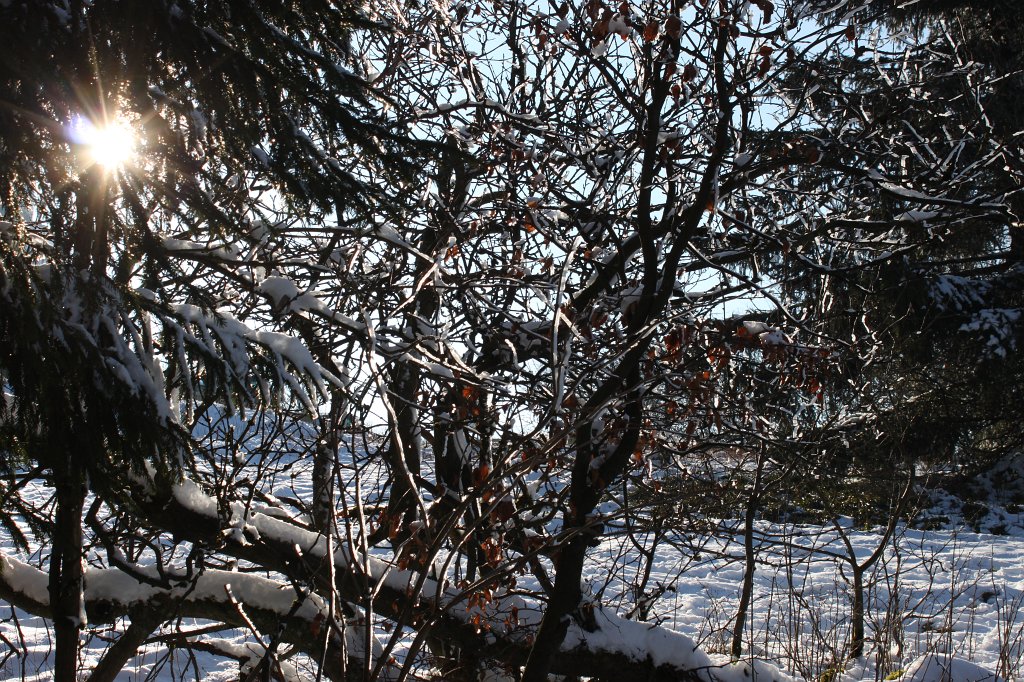 IMG_7682.JPG - Path to Feldberg summit