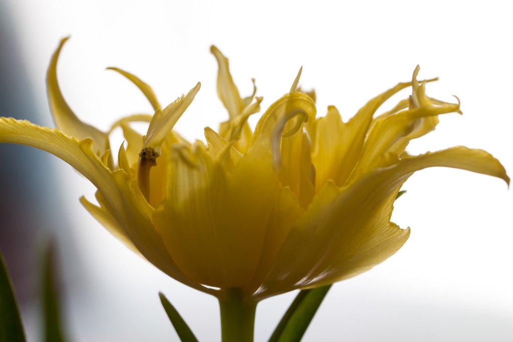 IMG_7718_c.jpg - Parrot  tulip  (Papageien- Tulpe )