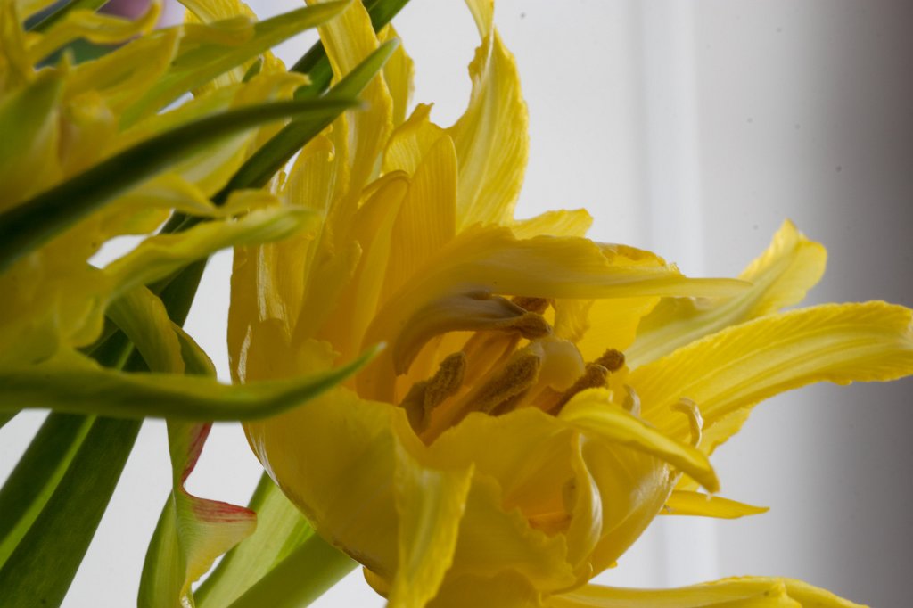 IMG_7732_c.jpg - Parrot  tulip  (Papageien- Tulpe )