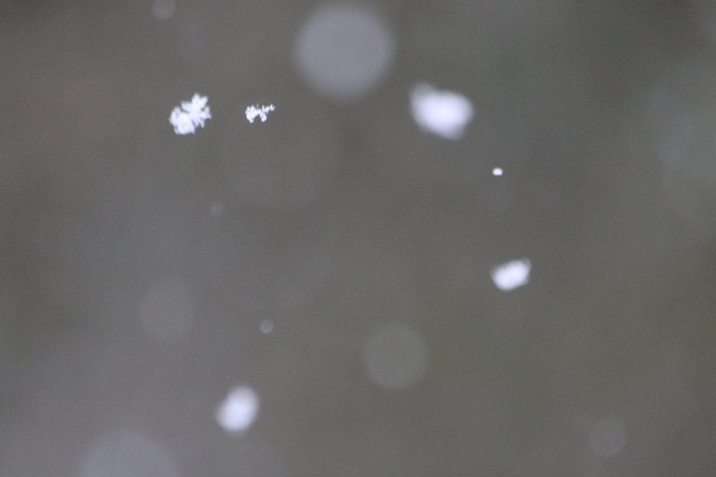 IMG_7770.JPG - Snow flakes