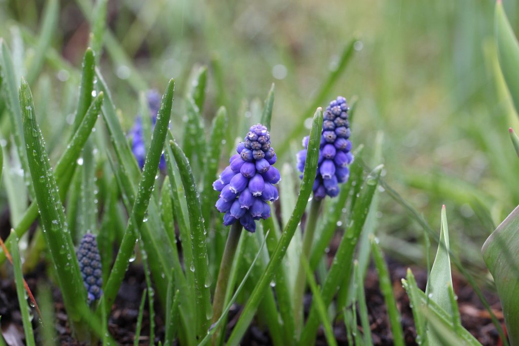 IMG_8152.JPG -  Grape hyacinth  ( Traubenhyazinthen )