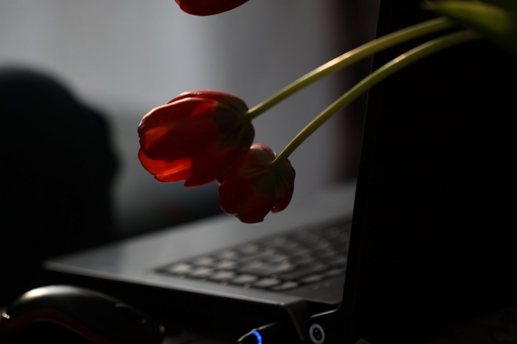 IMG_8197.JPG - Tulips and Laptop