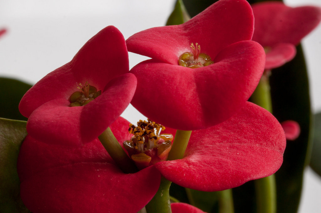 IMG_8202_c.jpg - Flower