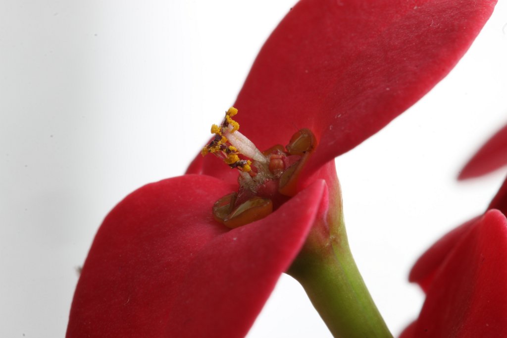 IMG_8208.JPG - Flower