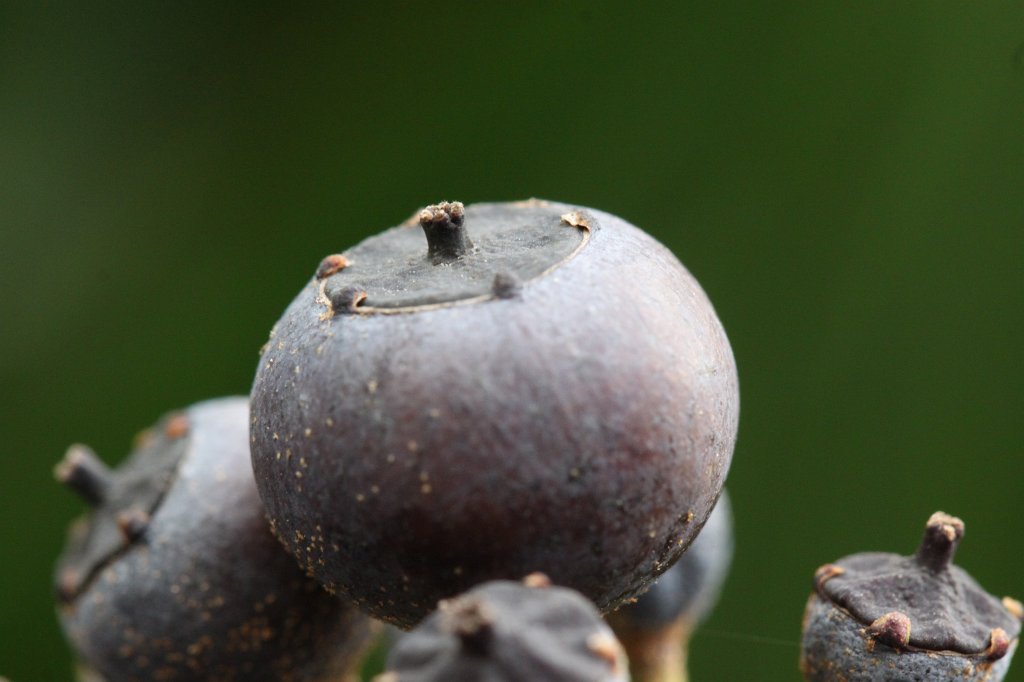 IMG_8276.JPG - Fruits