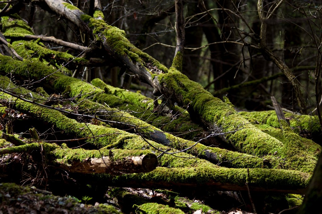 IMG_8314_c.jpg - Moss