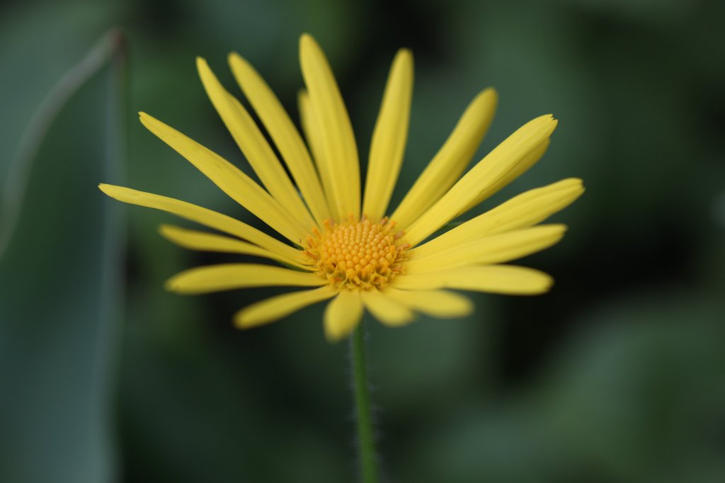 IMG_8383.JPG -  Doronicum  ( Gämswurz )