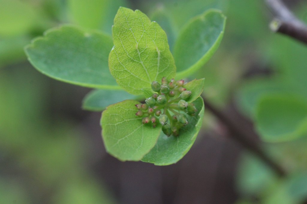 IMG_8422.JPG - Grrowing bush