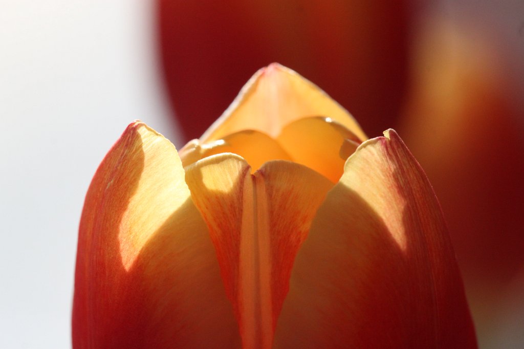 IMG_8476.JPG - Tulip