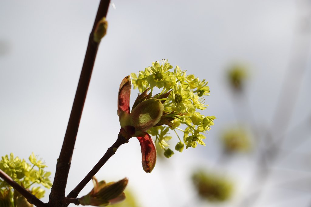 IMG_8486.JPG - Tree blossom