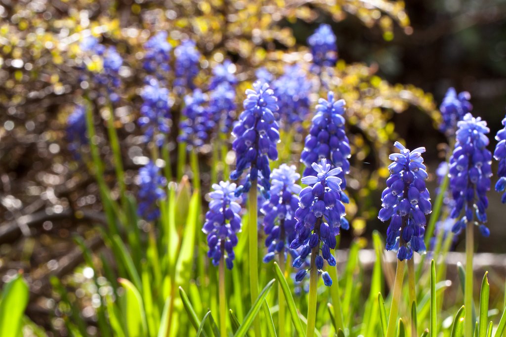 IMG_8552_c.jpg -  Grape hyacinths  ( Traubenhyazinthen )