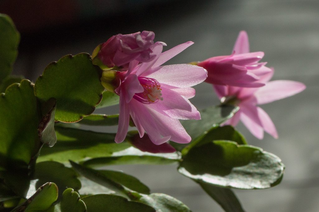 IMG_8595_c.jpg - Cactus flower