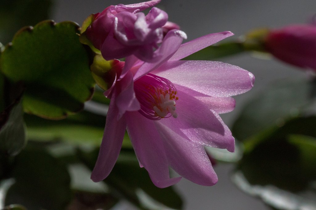 IMG_8605_c.jpg - Cactus flower