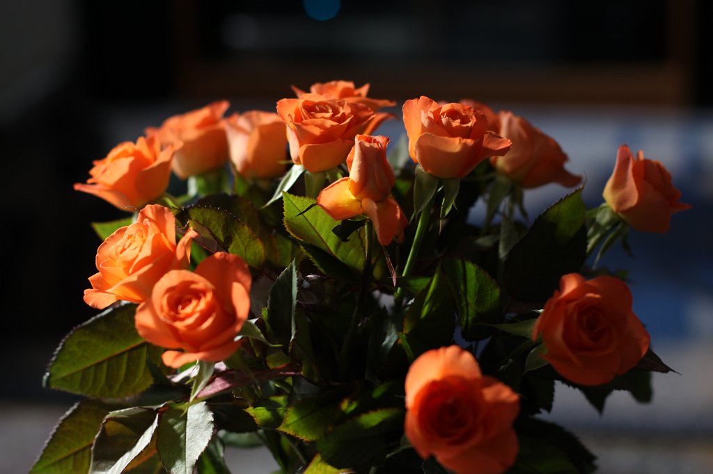 IMG_8680.JPG -  Roses 