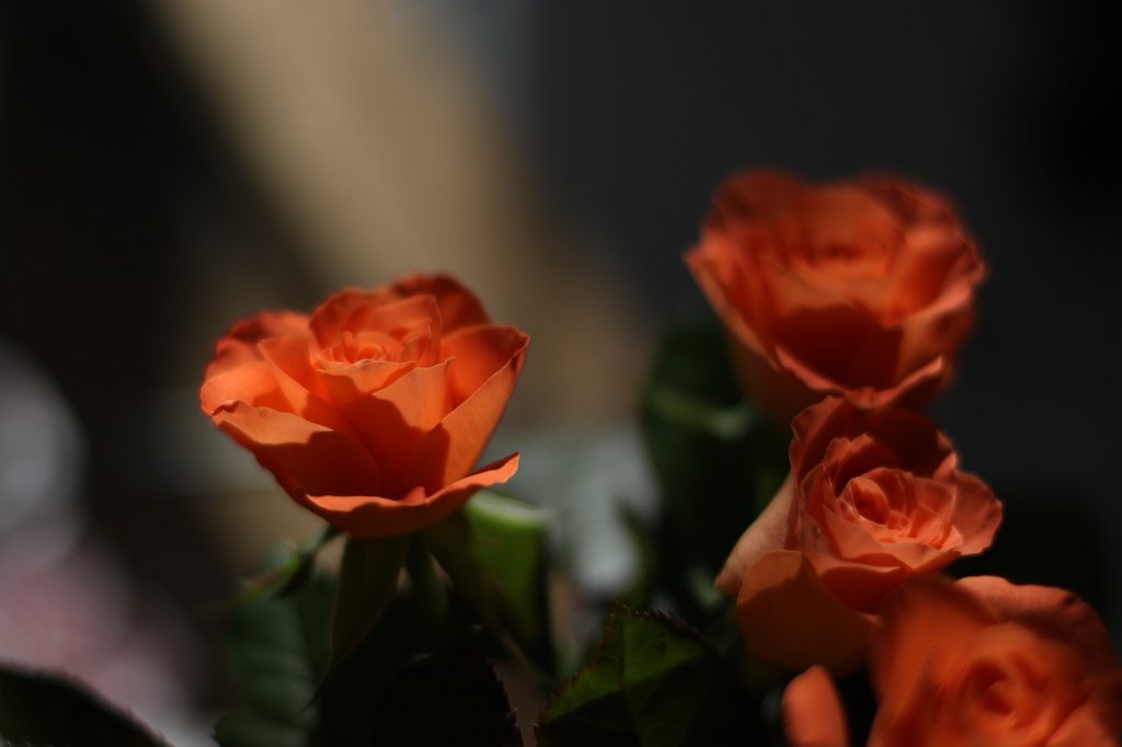 IMG_8690.JPG -  Roses 