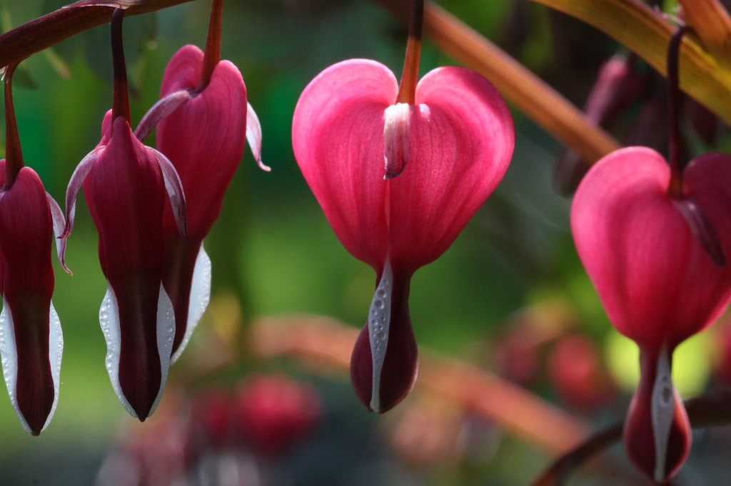 IMG_8704.JPG -  Bleeding heart  ( Tränendes Herz )
