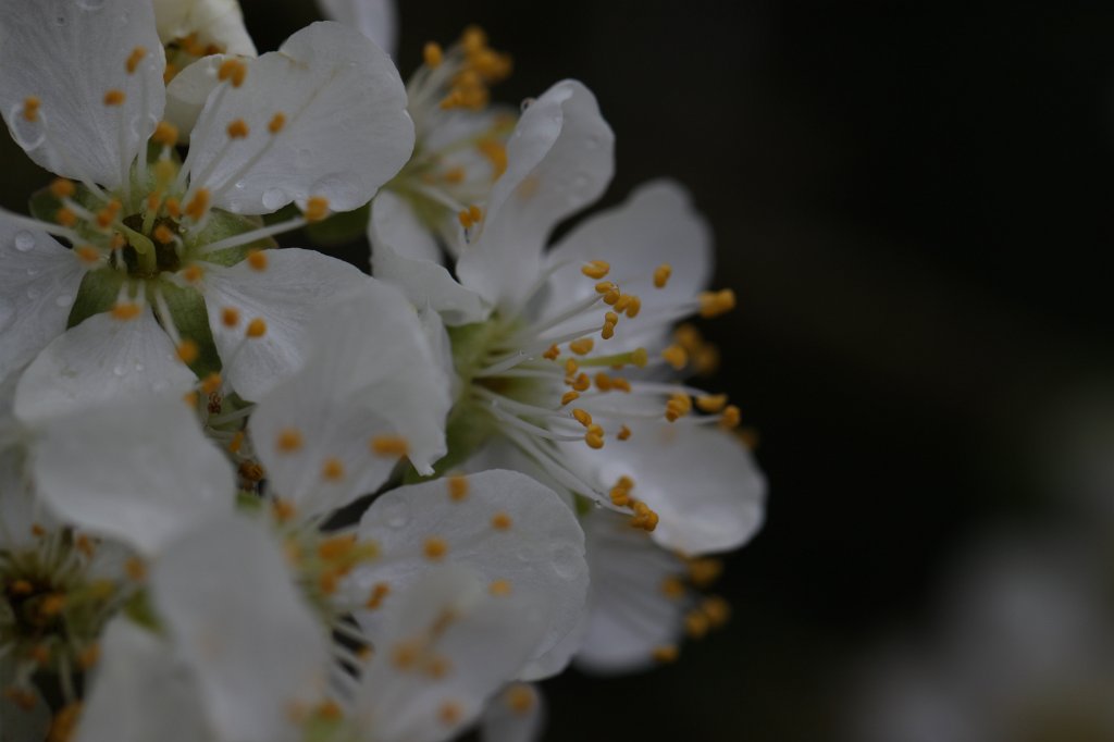 IMG_8756.JPG - Flower