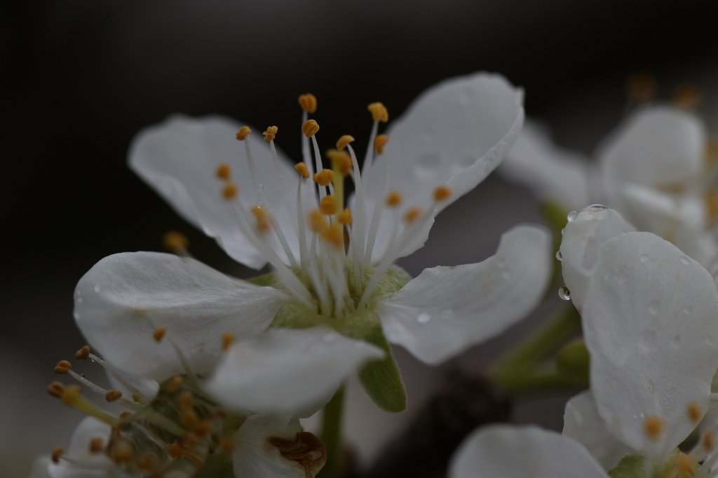 IMG_8758.JPG - Flower