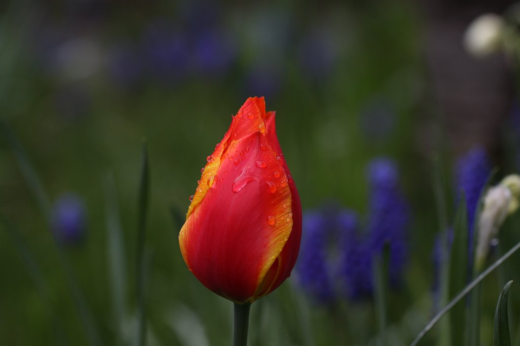 IMG_8760.JPG -  Tulip 