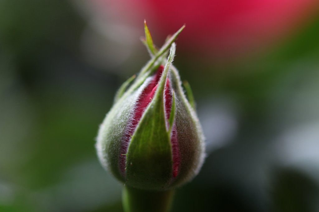 IMG_8765.JPG -  Rose  bud