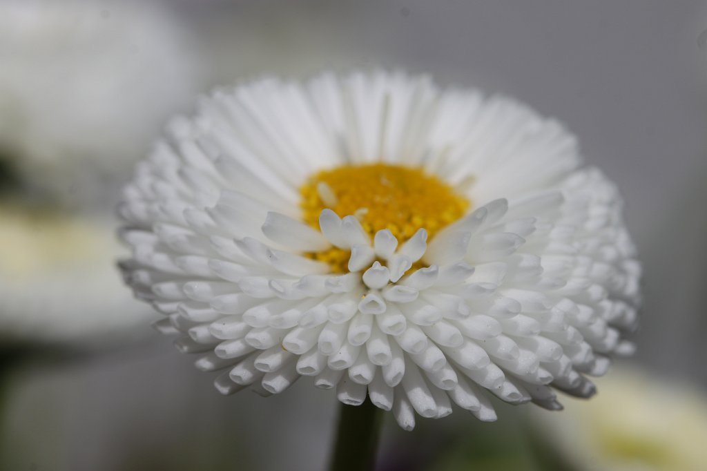 IMG_0539.JPG -  Daisy  ( Tausendschön )