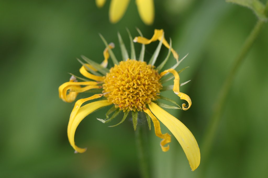 IMG_0544.JPG -  Doronicum  ( Gämswurz )