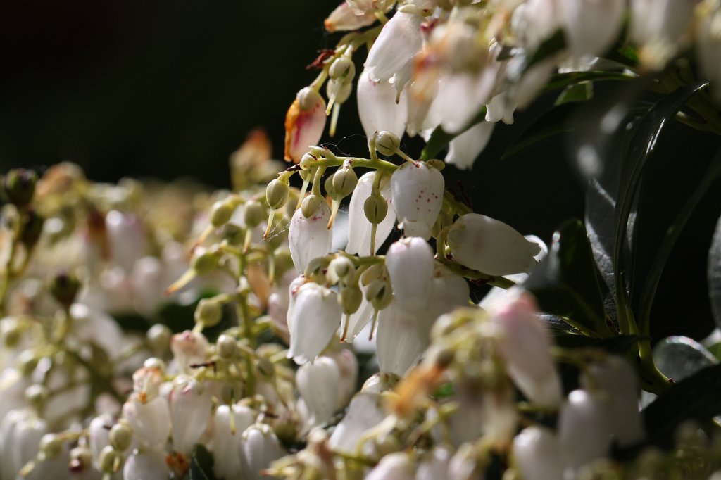 IMG_0557.JPG -  Pieris japonica  ( Japanische Lavendelheide )