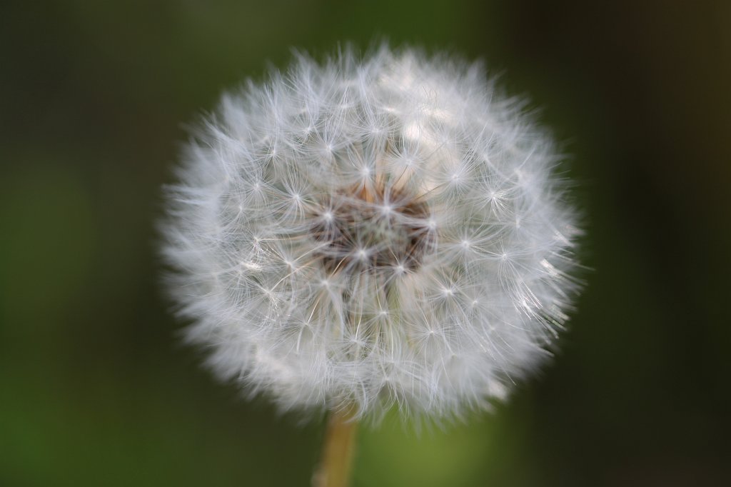 IMG_0745.JPG -  Dandelion  ( Löwenzahn )