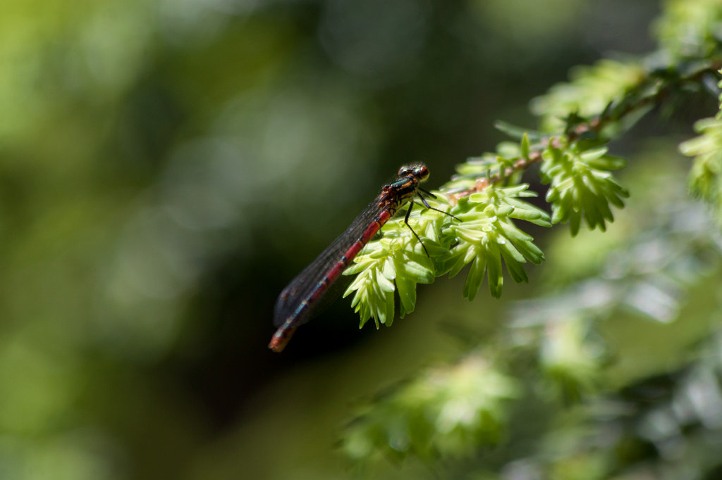 IMG_0760_c.jpg -  Damselfly  ( Libelle )