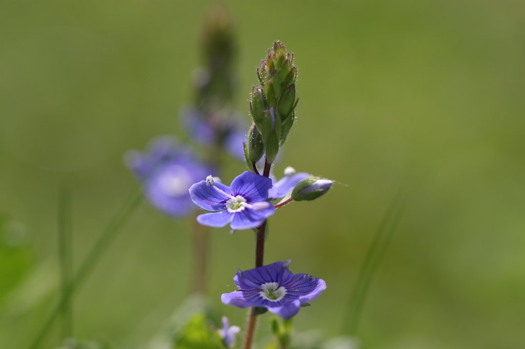 IMG_0770.JPG -  Veronica  ( Ehrenpreis )