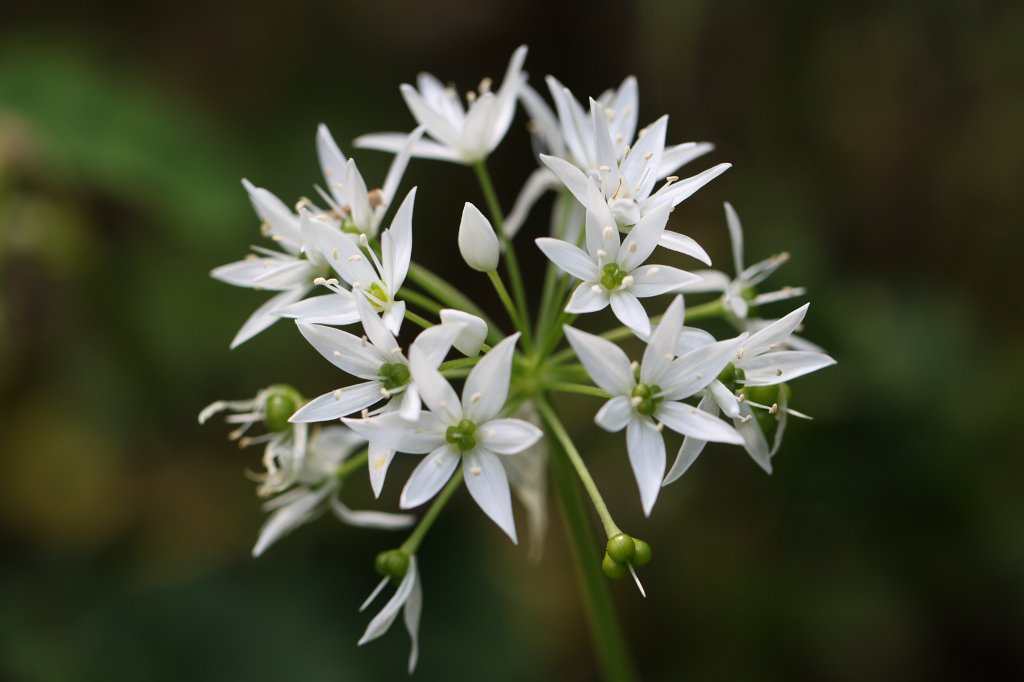 IMG_0779.JPG -  Allium ursinum  ( Bärlauch )
