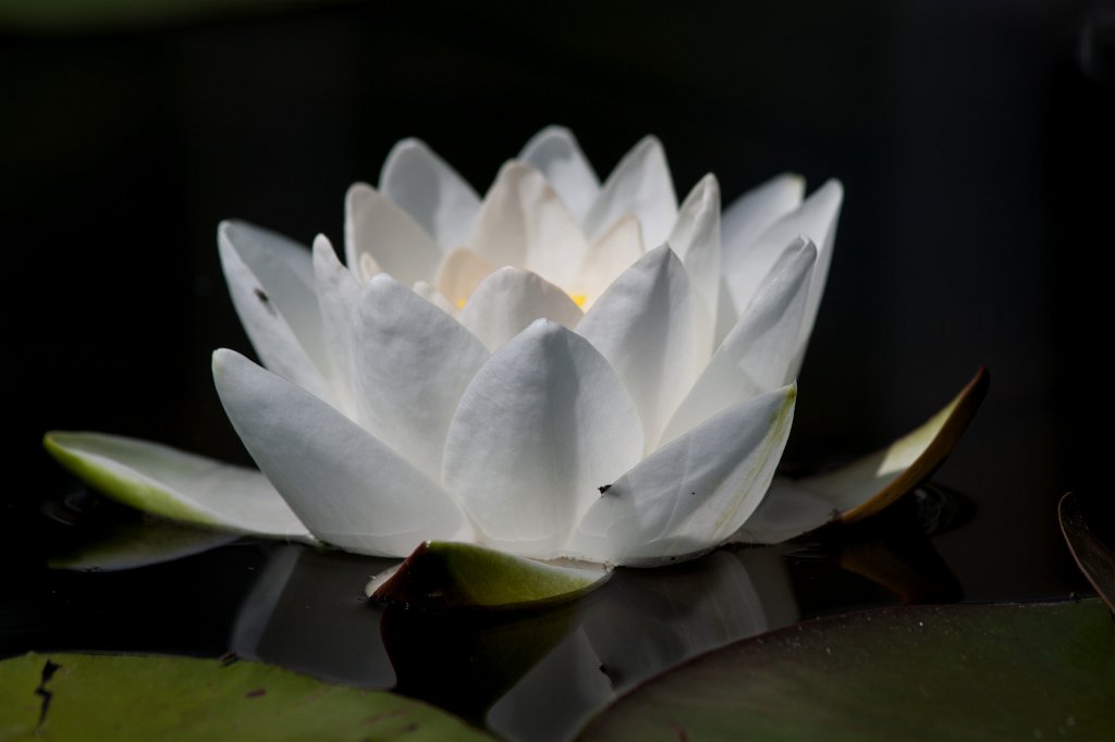 IMG_0801_c.jpg -  Water-liliy  ( Seerose )