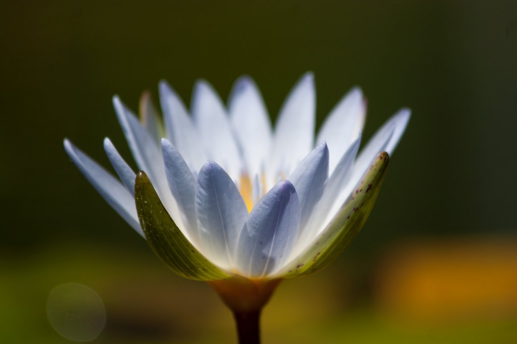 IMG_0804_c.jpg -  Water-liliy  ( Seerose )
