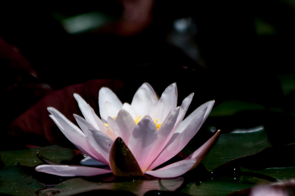 IMG_0812_c.jpg -  Water-liliy  ( Seerose )