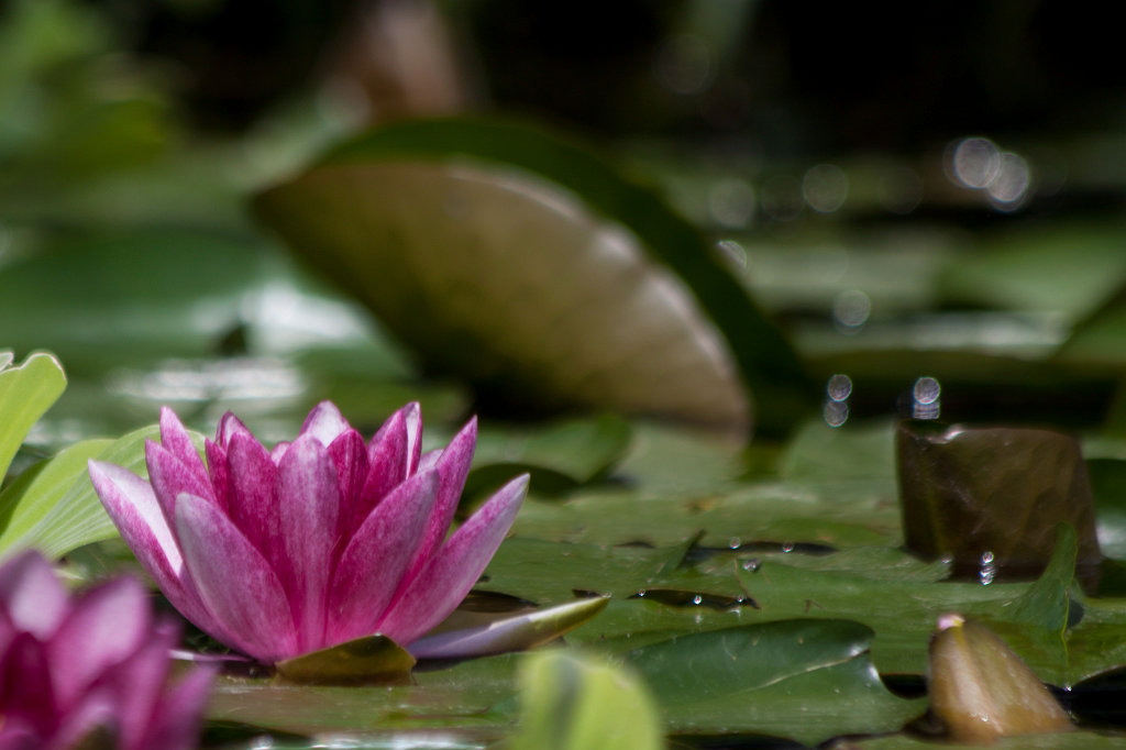 IMG_0814_c.jpg -  Water-liliy  ( Seerose )