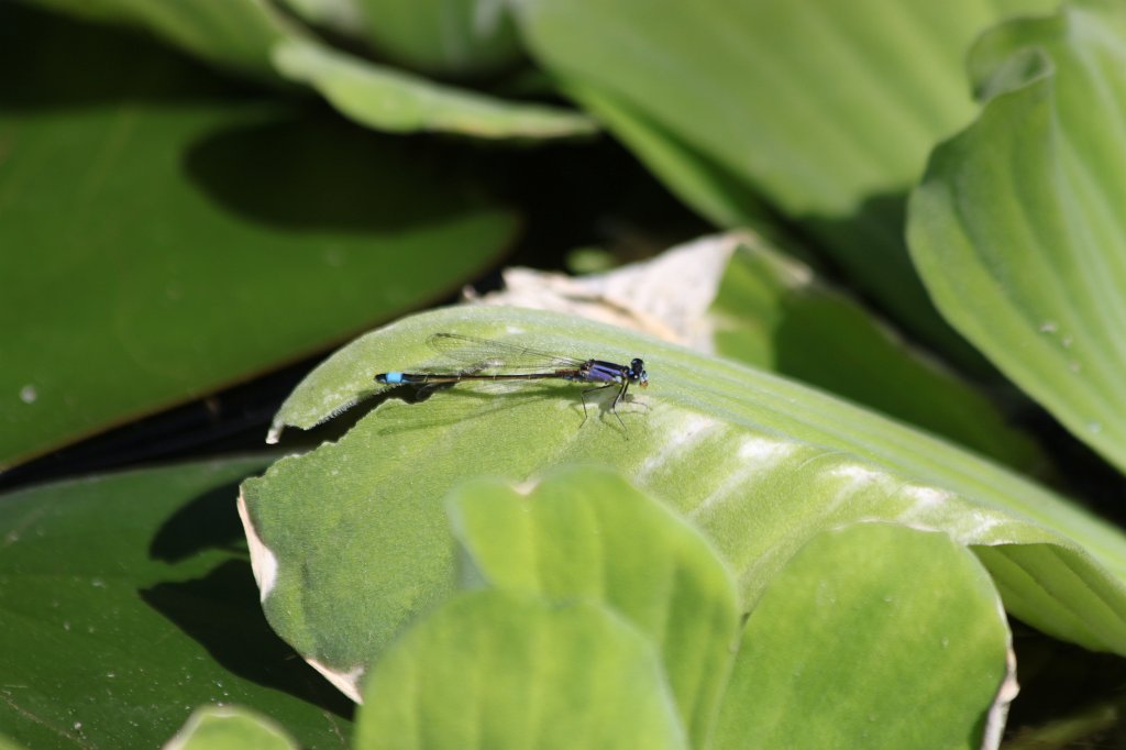 IMG_0833.JPG -  Damselfly  ( Libelle )